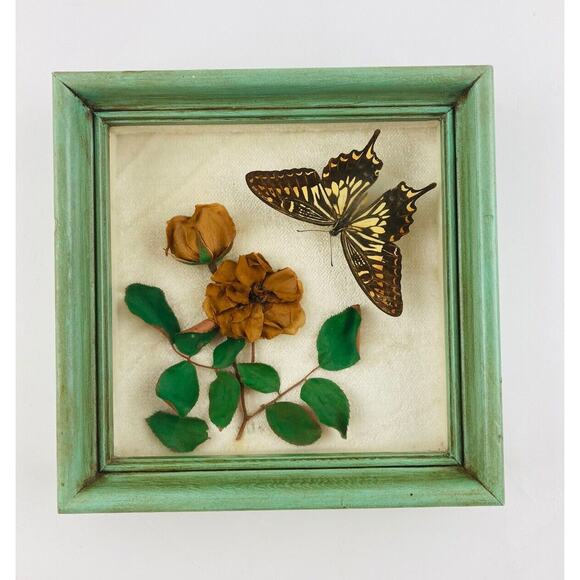 Other - JAPANESE BUTTERFLY PAPILIO XUTHUS FRAMED DRIED TEXAS YELLOW ROSE Flower Framed